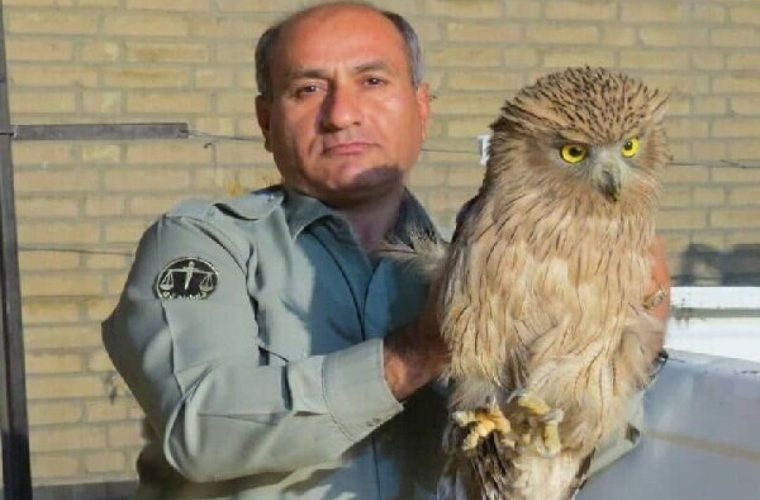 خواهر شهید دیده بان به برادر شهیدش پیوست خواهر شهید دیده بان به برادر شهیدش پیوست